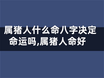 属猪人什么命八字决定命运吗,属猪人命好