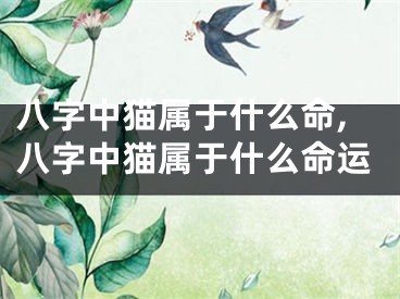 八字中猫属于什么命,八字中猫属于什么命运