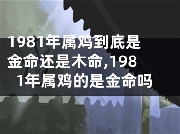 1981年属鸡到底是金命还是木命,1981年属鸡的是金命吗