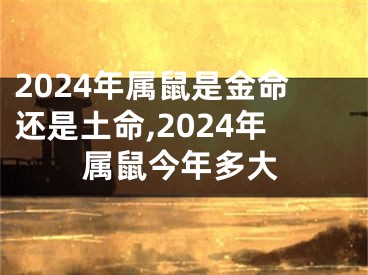 2024年属鼠是金命还是土命,2024年属鼠今年多大