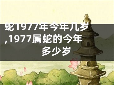 蛇1977年今年几岁,1977属蛇的今年多少岁