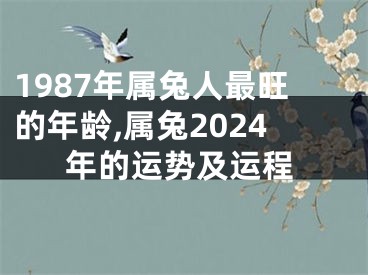 1987年属兔人最旺的年龄,属兔2024年的运势及运程