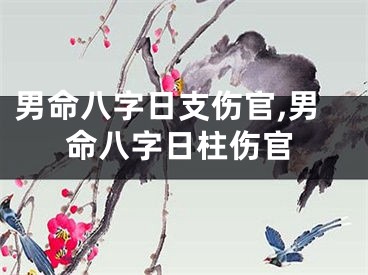 男命八字日支伤官,男命八字日柱伤官