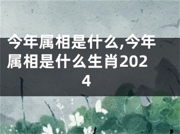 今年属相是什么,今年属相是什么生肖2024