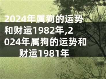 2024年属狗的运势和财运1982年,2024年属狗的运势和财运1981年