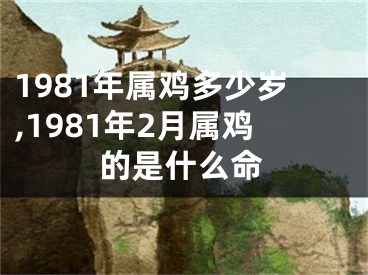 1981年属鸡多少岁,1981年2月属鸡的是什么命