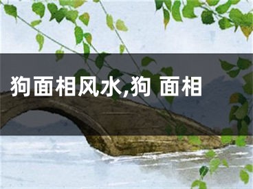狗面相风水,狗 面相