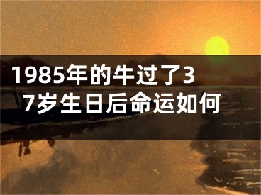 1985年的牛过了37岁生日后命运如何