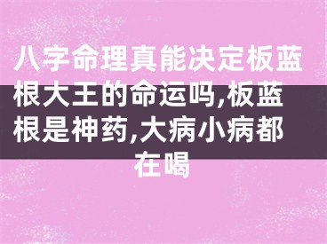 八字命理真能决定板蓝根大王的命运吗,板蓝根是神药,大病小病都在喝