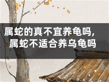 属蛇的真不宜养龟吗,属蛇不适合养乌龟吗