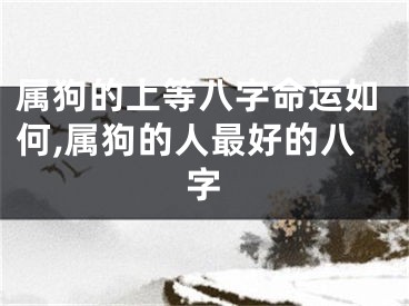 属狗的上等八字命运如何,属狗的人最好的八字