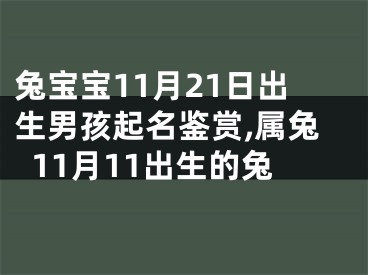 兔宝宝11月21日出生男孩起名鉴赏,属兔11月11出生的兔