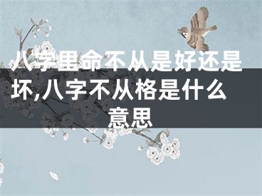 八字里命不从是好还是坏,八字不从格是什么意思