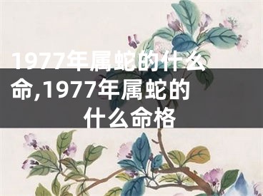 1977年属蛇的什么命,1977年属蛇的什么命格