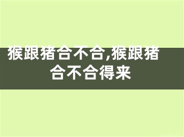 猴跟猪合不合,猴跟猪合不合得来