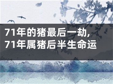 71年的猪最后一劫,71年属猪后半生命运