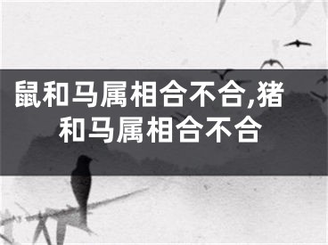 鼠和马属相合不合,猪和马属相合不合
