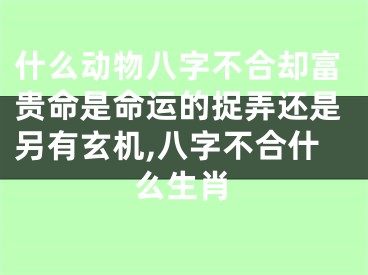 什么动物八字不合却富贵命是命运的捉弄还是另有玄机,八字不合什么生肖