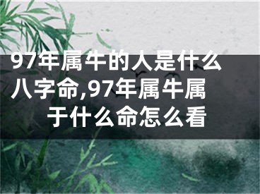 97年属牛的人是什么八字命,97年属牛属于什么命怎么看