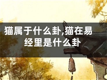 猫属于什么卦,猫在易经里是什么卦