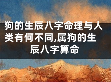 狗的生辰八字命理与人类有何不同,属狗的生辰八字算命