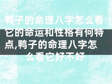 鸭子的命理八字怎么看它的命运和性格有何特点,鸭子的命理八字怎么看它好不好