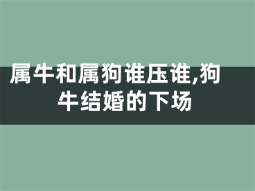 属牛和属狗谁压谁,狗牛结婚的下场