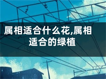 属相适合什么花,属相适合的绿植