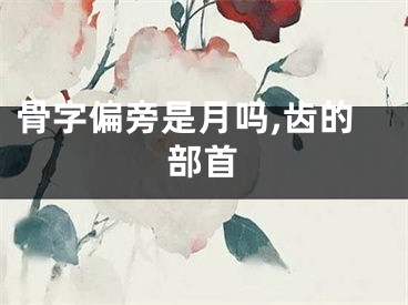 骨字偏旁是月吗,齿的部首