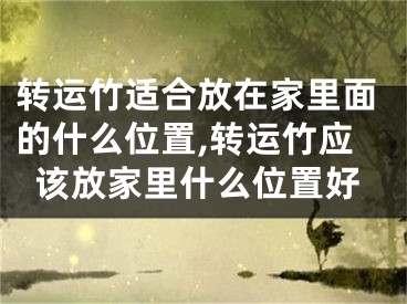 转运竹适合放在家里面的什么位置,转运竹应该放家里什么位置好