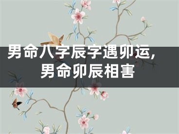 男命八字辰字遇卯运,男命卯辰相害