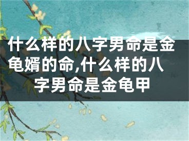 什么样的八字男命是金龟婿的命,什么样的八字男命是金龟甲