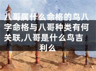 八哥属什么命格的鸟八字命格与八哥种类有何关联,八哥是什么鸟吉利么
