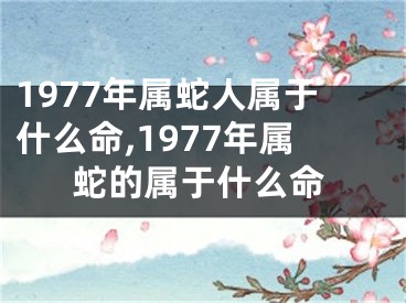 1977年属蛇人属于什么命,1977年属蛇的属于什么命