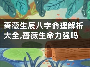 蔷薇生辰八字命理解析大全,蔷薇生命力强吗