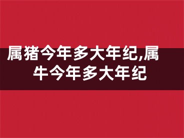 属猪今年多大年纪,属牛今年多大年纪