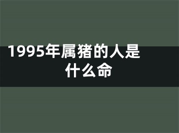 1995年属猪的人是什么命