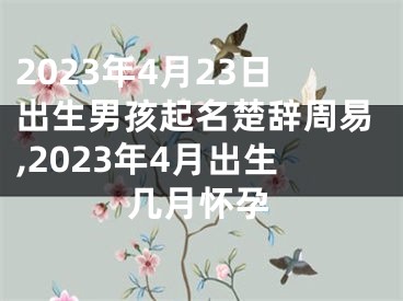 2023年4月23日出生男孩起名楚辞周易,2023年4月出生几月怀孕