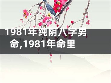 1981年纯阴八字男命,1981年命里