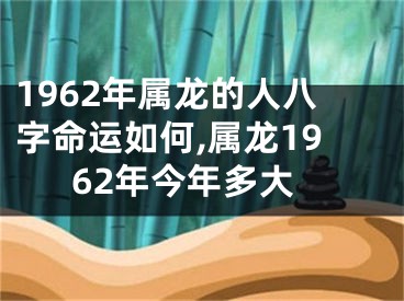 1962年属龙的人八字命运如何,属龙1962年今年多大