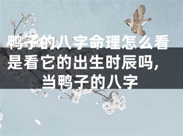 鸭子的八字命理怎么看是看它的出生时辰吗,当鸭子的八字