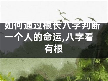 如何通过根长八字判断一个人的命运,八字看有根