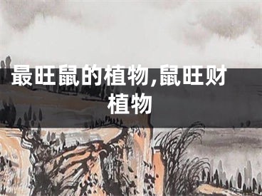 最旺鼠的植物,鼠旺财植物