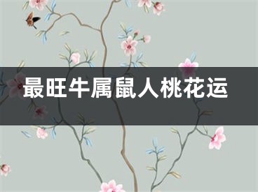 最旺牛属鼠人桃花运