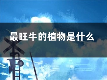 最旺牛的植物是什么