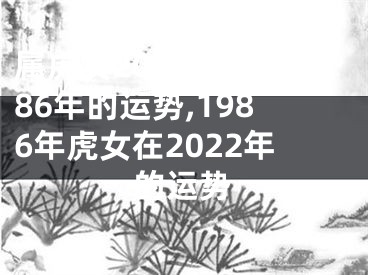 属虎女2026年1986年的运势,1986年虎女在2022年的运势