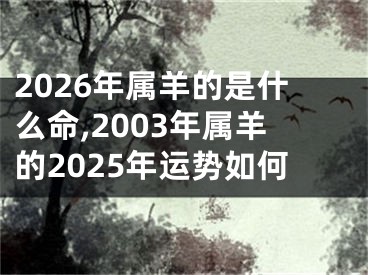 2026年属羊的是什么命,2003年属羊的2025年运势如何