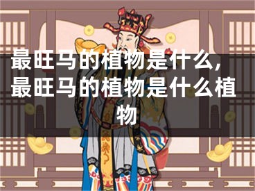 最旺马的植物是什么,最旺马的植物是什么植物