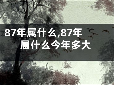 87年属什么,87年属什么今年多大