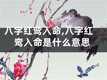 八字红鸾入命,八字红鸾入命是什么意思